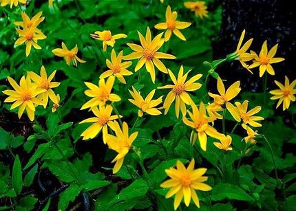 تنباکوی کوهی و طب سنتی 