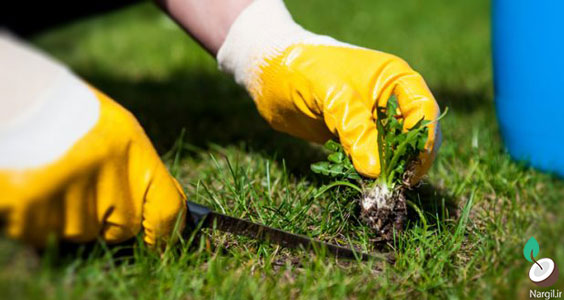 علف هرز چیست؟