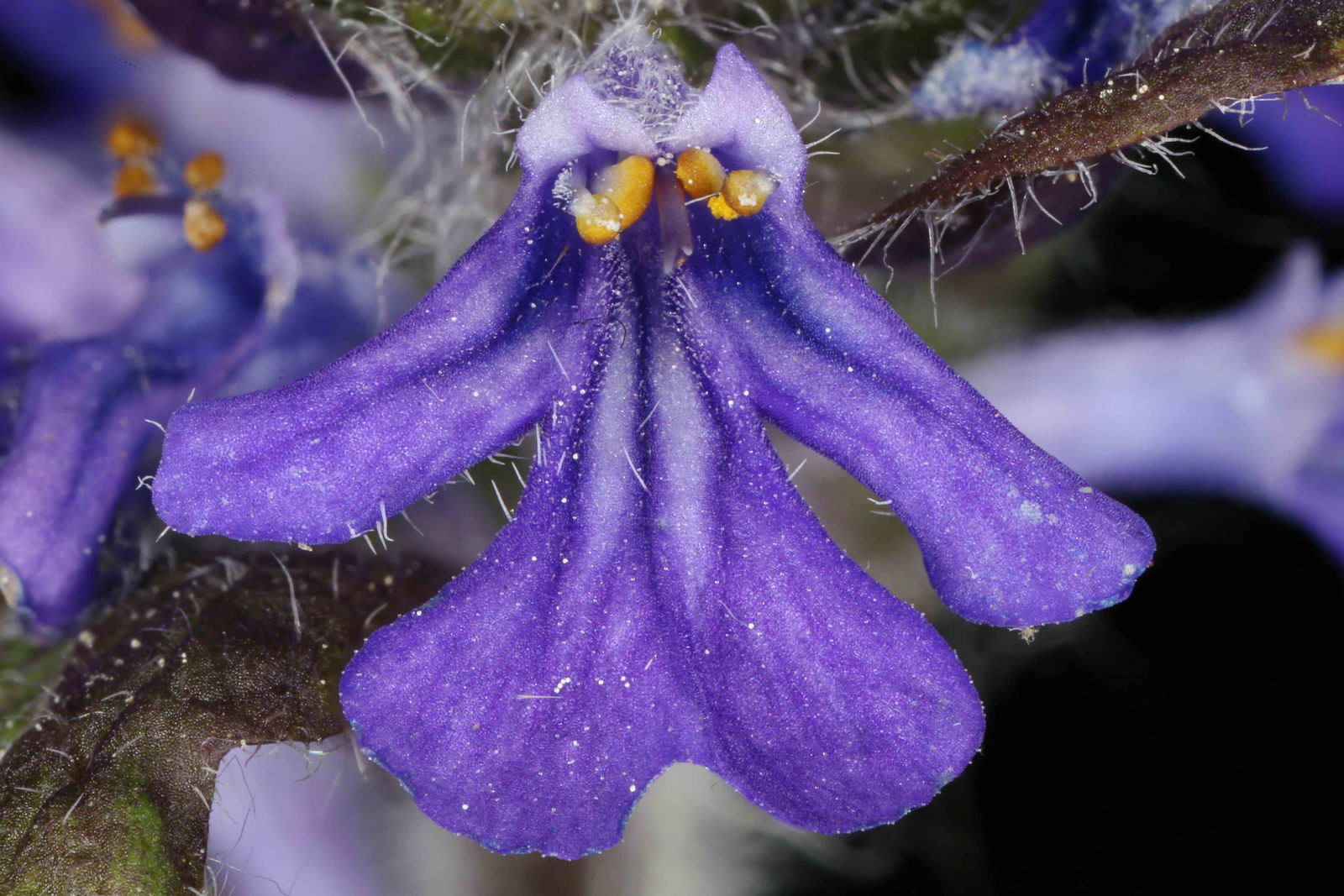 خواص درمانی گیاه آجوگا