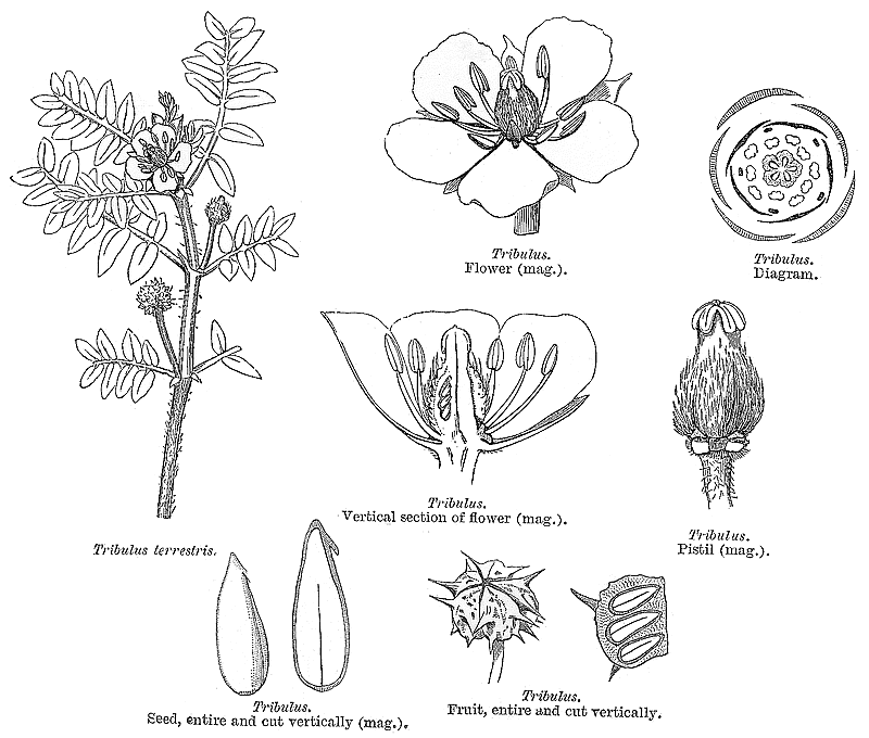 گیاهان تیره (خانواده)  نیتراریاسه  - Nitrariaceae