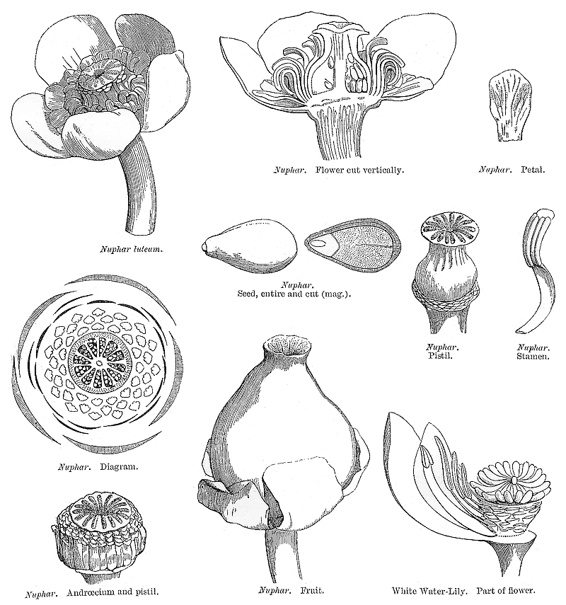 گیاهان تیره (خانواده)  نیلوفر آبی - Nymphaeaceae