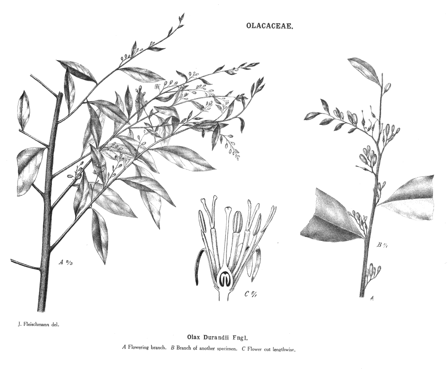 گیاهان تیره (خانواده)  اولاکاسه - Olacaceae
