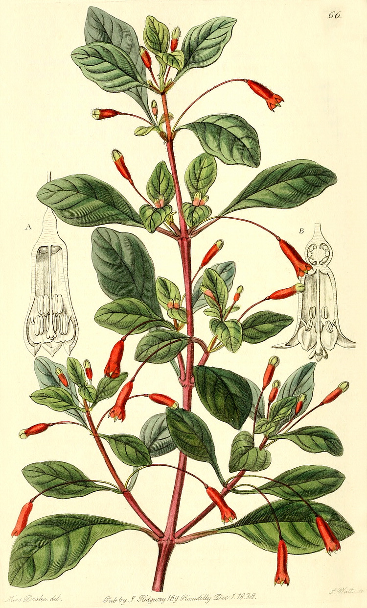 گیاهان تیره (خانواده)  وناگراسه -  گل مغربی - Onagraceae