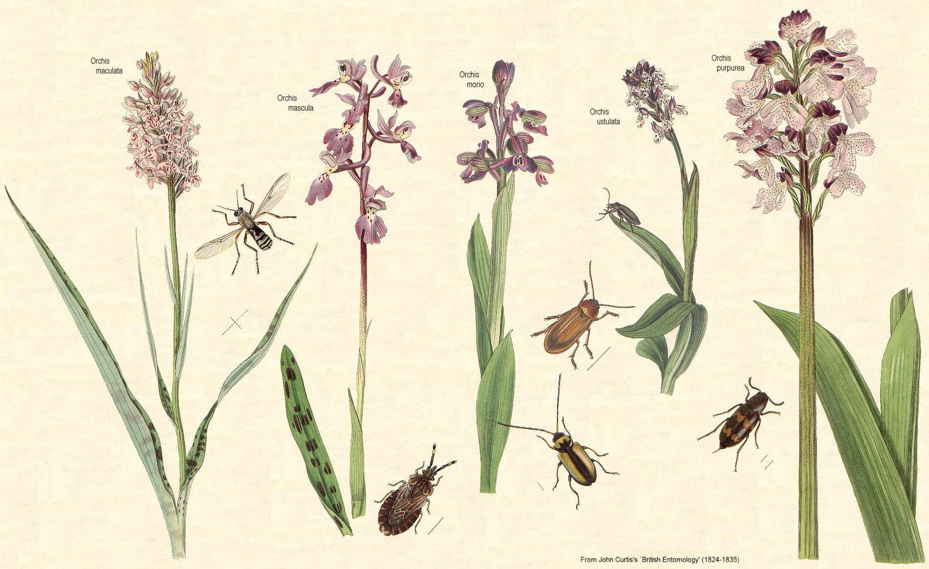 گیاهان تیره (خانواده)  ثعلبیان - Orchidaceae