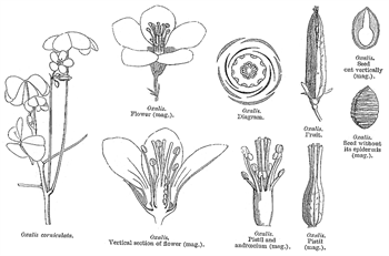 گیاهان تیره (خانواده)  شبدر ترشک - Oxalidaceae