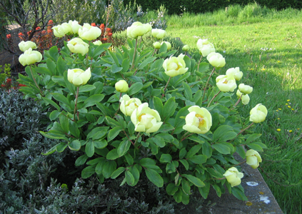 گیاهان تیره (خانواده)  گل صدتومانی -  گل صد تومانی - Paeoniaceae