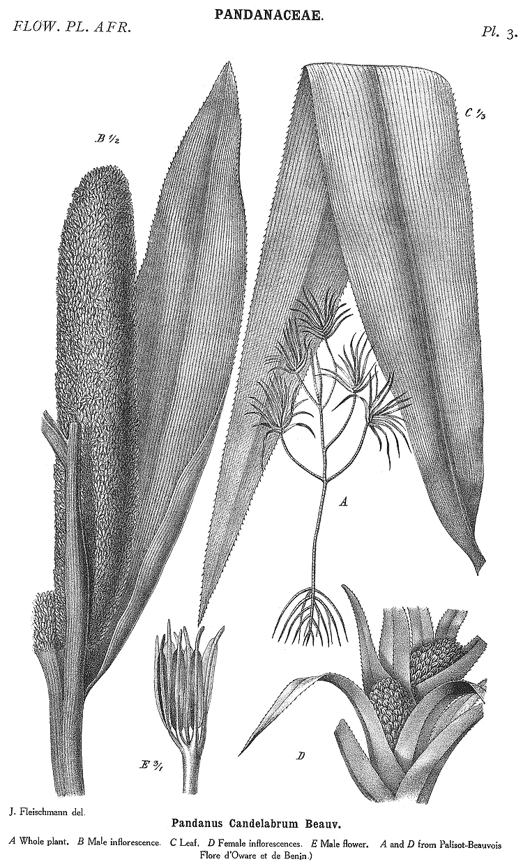 گیاهان تیره (خانواده)  پانداناسه - کادی ها - Pandanaceae