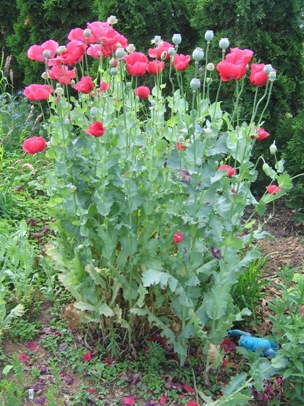 گیاهان تیره (خانواده)  خشخاش - Papaveraceae