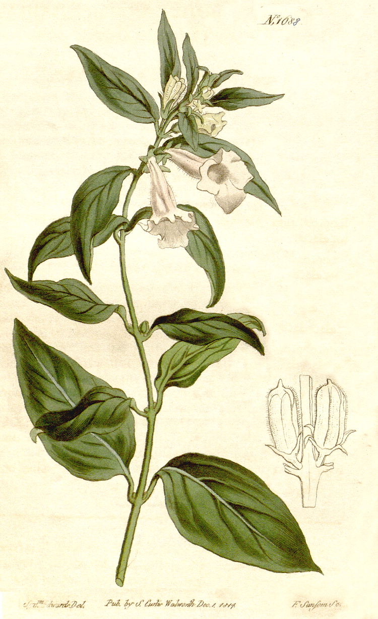 گیاهان تیره (خانواده)  کنجد - Pedaliaceae