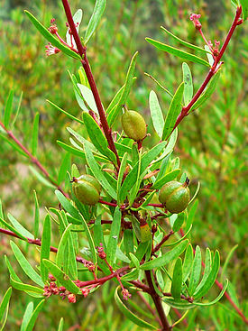 گیاهان تیره (خانواده)  پیکرودندراسه - Picrodendraceae
