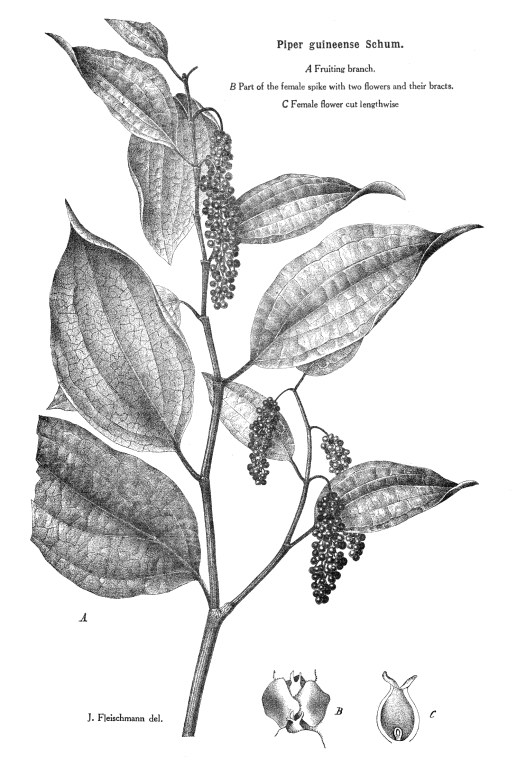 گیاهان تیره (خانواده)  فلفلی ها - Piperaceae