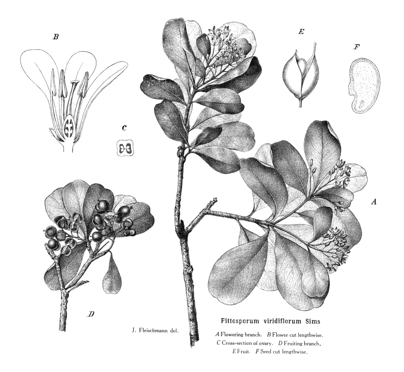 گیاهان تیره (خانواده)  پیتوسپوراسه  - Pittosporaceae