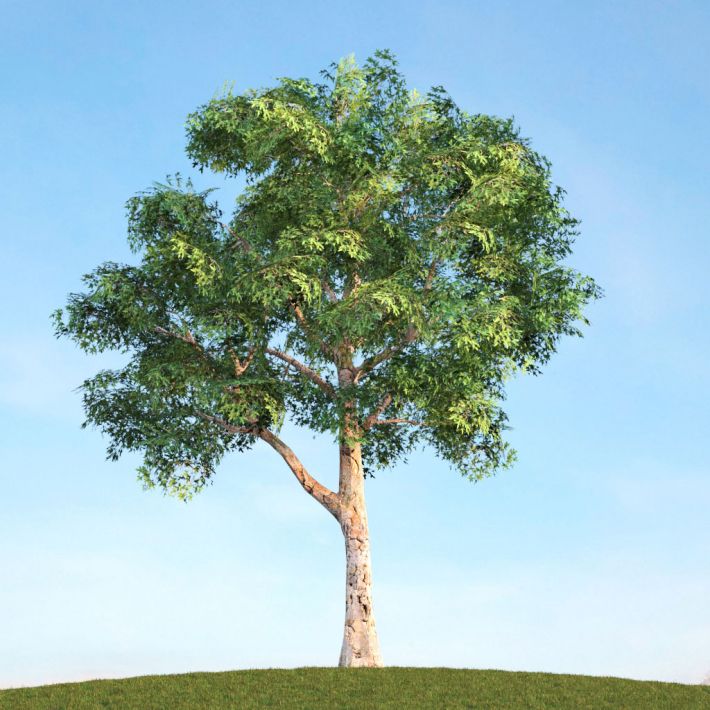 گیاهان تیره (خانواده)  چنار - Platanaceae