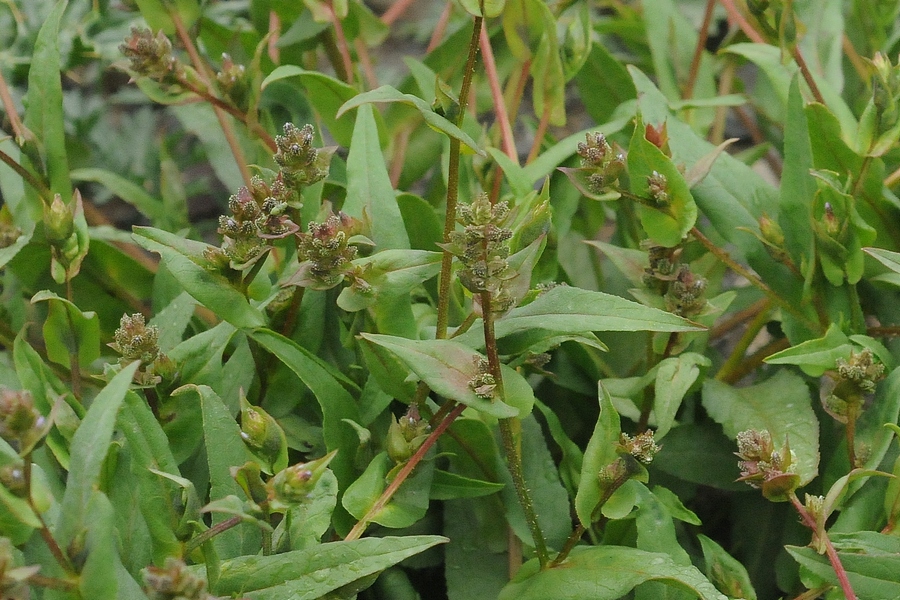 گیاهان تیره (خانواده)  پلامباگیناسه - Plumbaginaceae