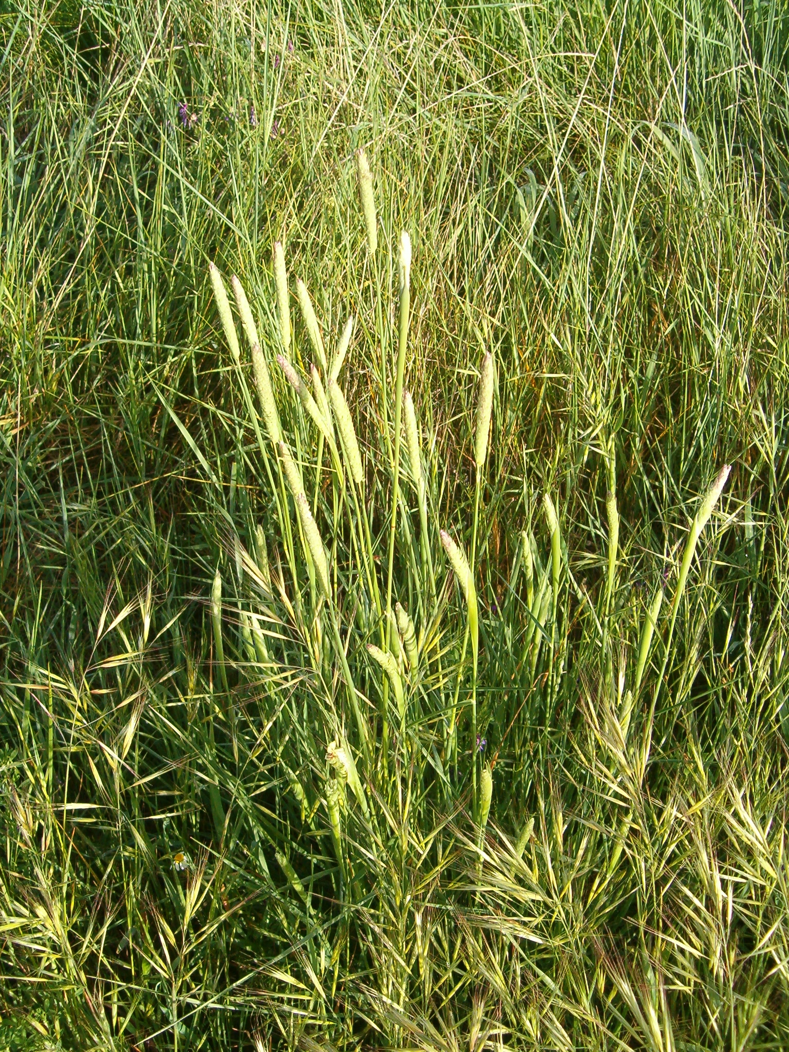 گیاهان تیره (خانواده)  گندمیان - Poaceae