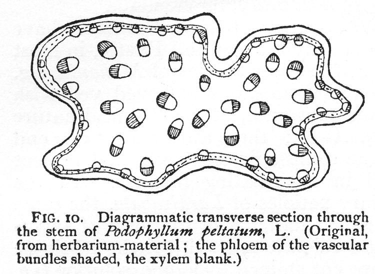 گیاهان تیره (خانواده)  پودوپهیللاسه - Podophyllaceae