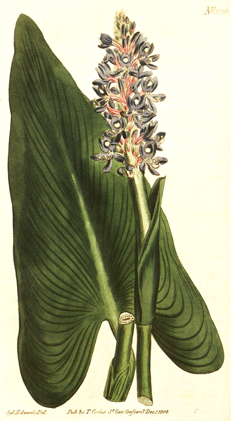 گیاهان تیره (خانواده)  پونتدریاسه - غلافیان - Pontederiaceae