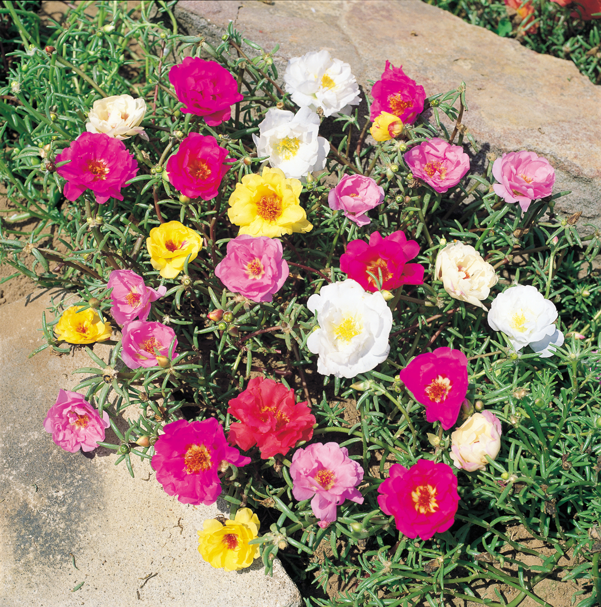 گیاهان تیره (خانواده)  خرفه - Portulacaceae