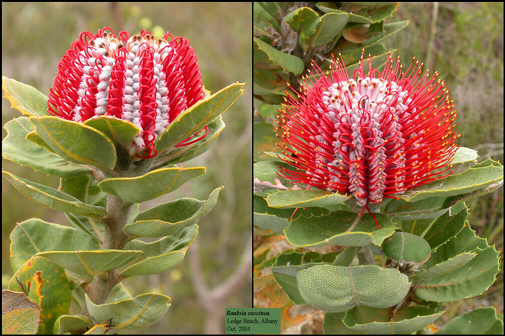 گیاهان تیره (خانواده)  پروتاسه - Proteaceae