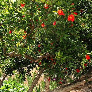 گیاهان تیره (خانواده)  انار - Punicaceae