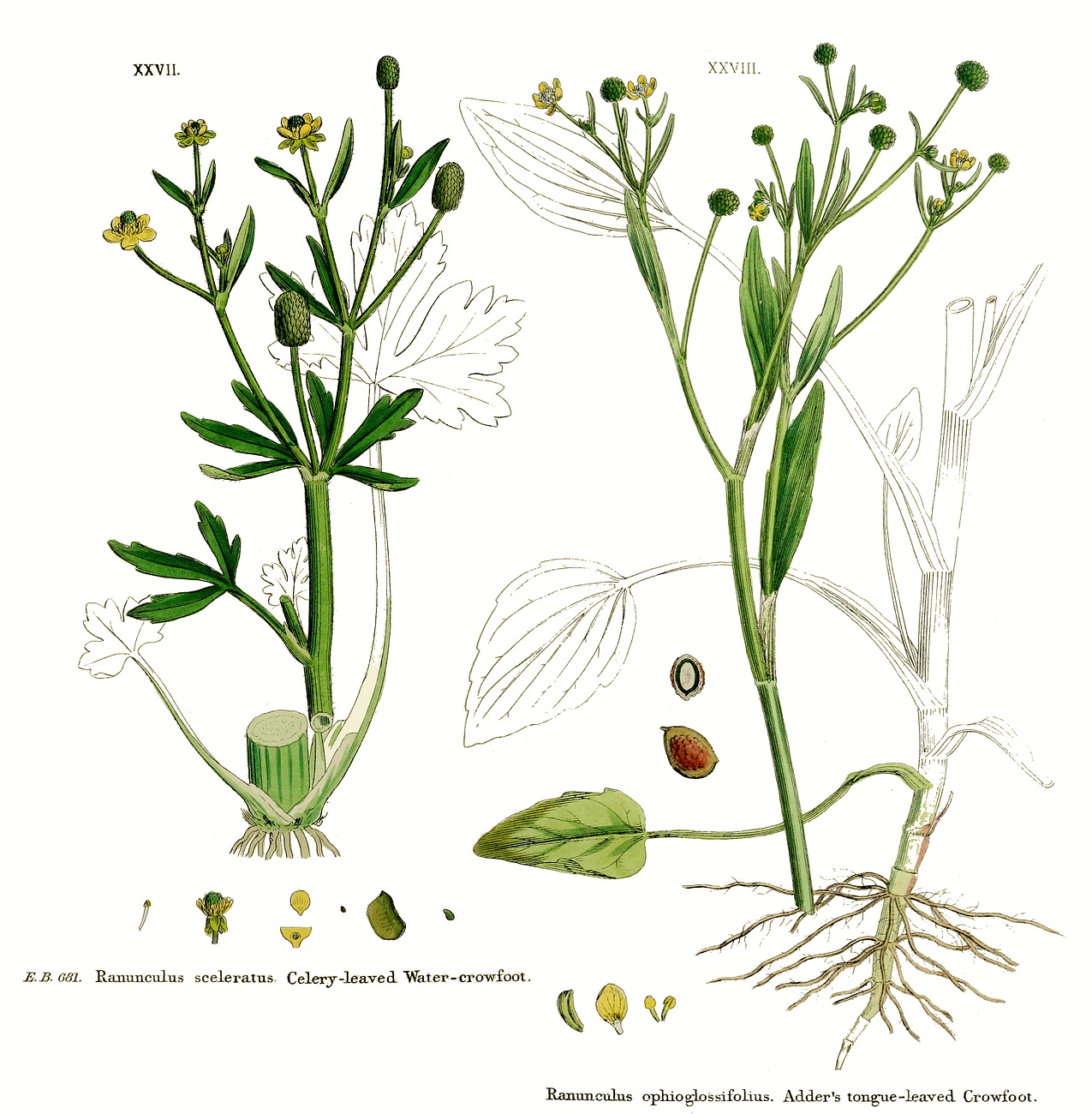 گیاهان تیره (خانواده)  آلاله - Ranunculaceae