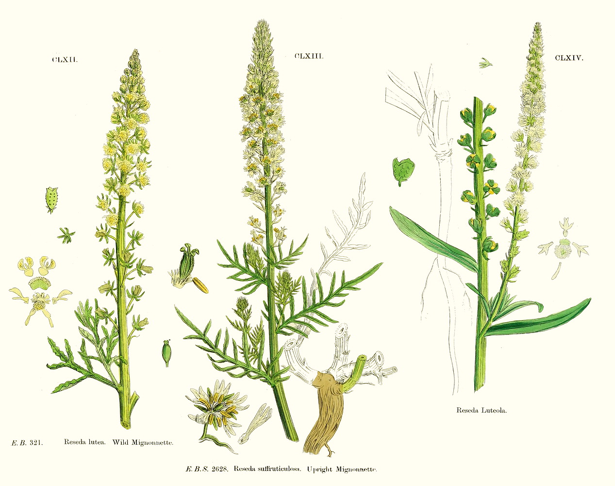 گیاهان تیره (خانواده)  رسداسه - Resedaceae