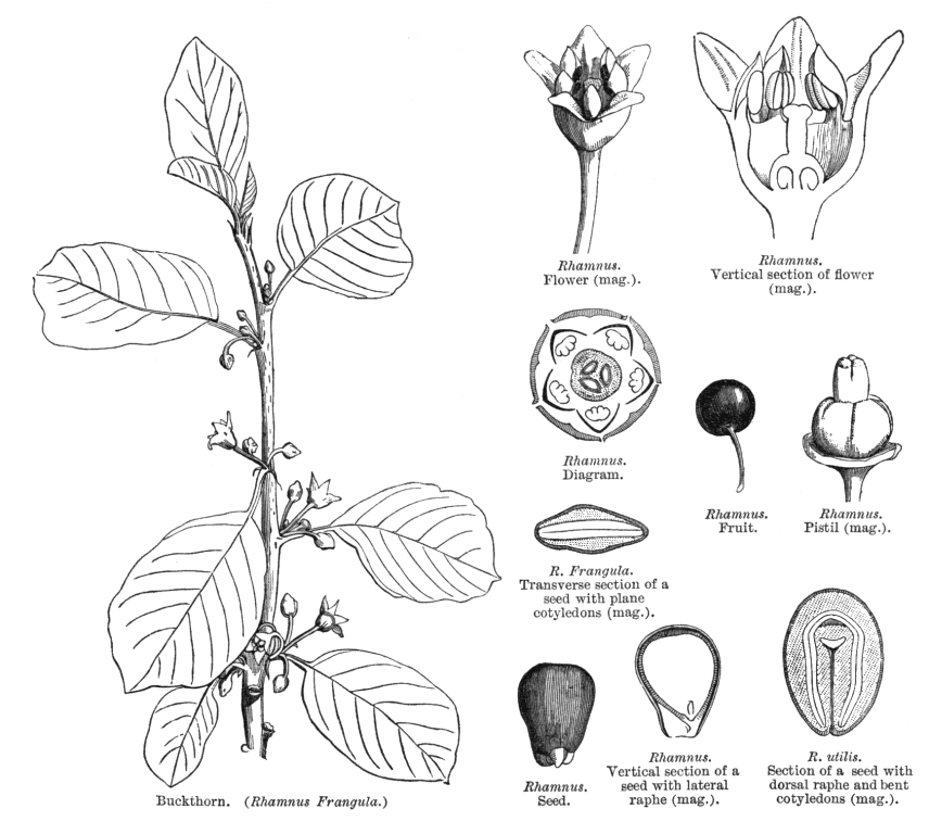 گیاهان تیره (خانواده)  عناب  - Rhamnaceae