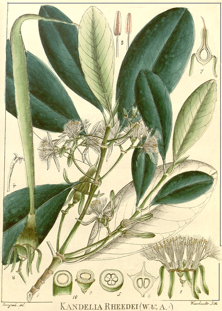 گیاهان تیره (خانواده)  چندل - Rhizophoraceae