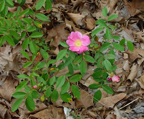 گیاهان تیره (خانواده) گل سرخیان - Rosaceae