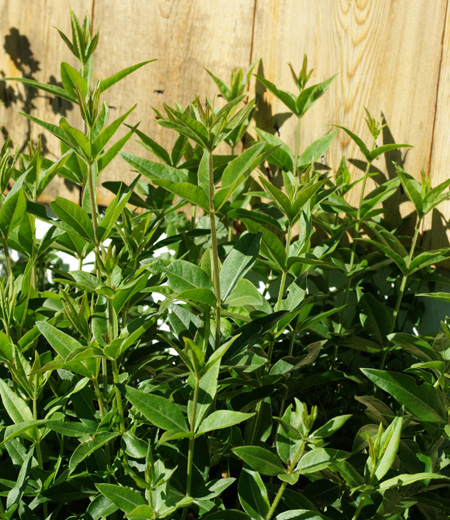گیاهان تیره (خانواده) روناسیان - Rubiaceae