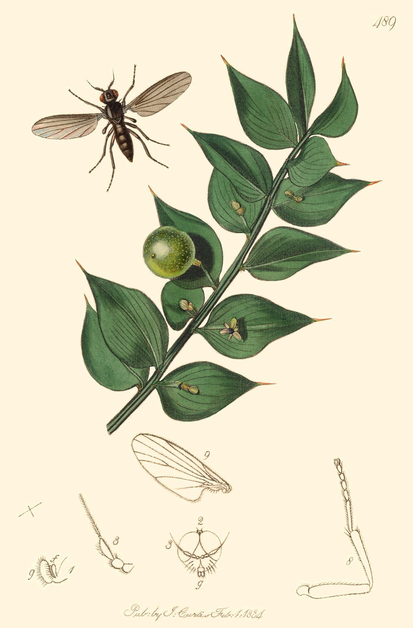 گیاهان تیره (خانواده)  روساسه - Ruscaceae