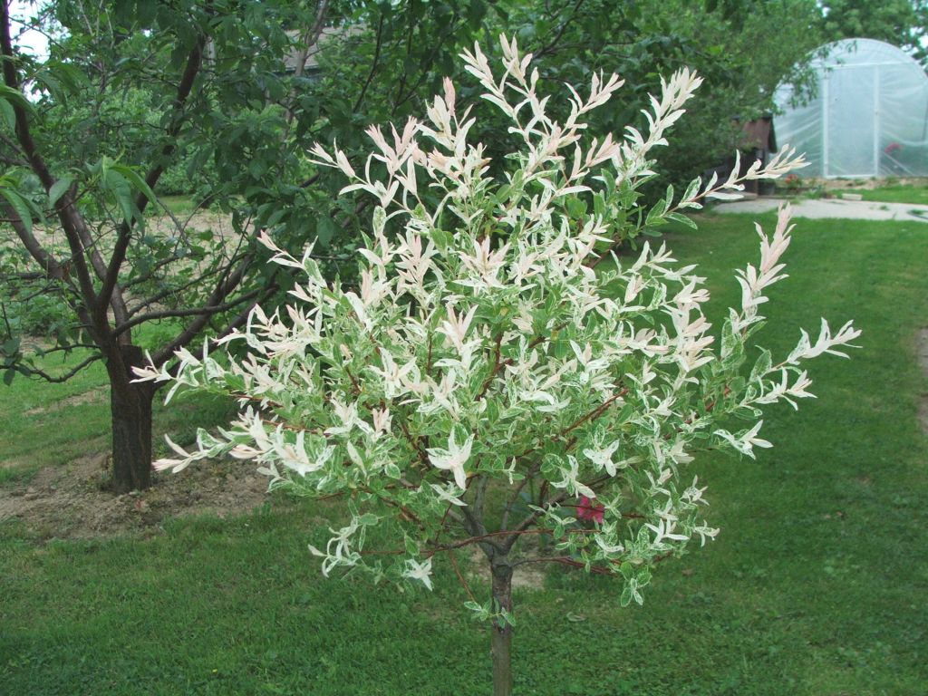گیاهان تیره (خانواده)  بید  -  سالیکاسه - Salicaceae