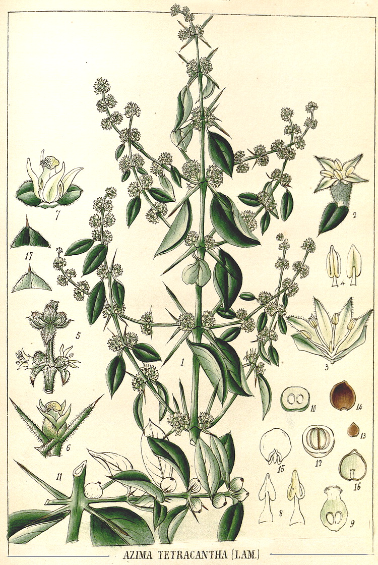 گیاهان تیره (خانواده)  سالوادوراسه - Salvadoraceae