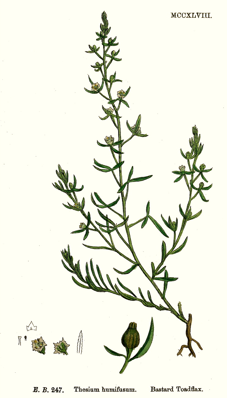 گیاهان تیره (خانواده)  سانتالاسه - Santalaceae