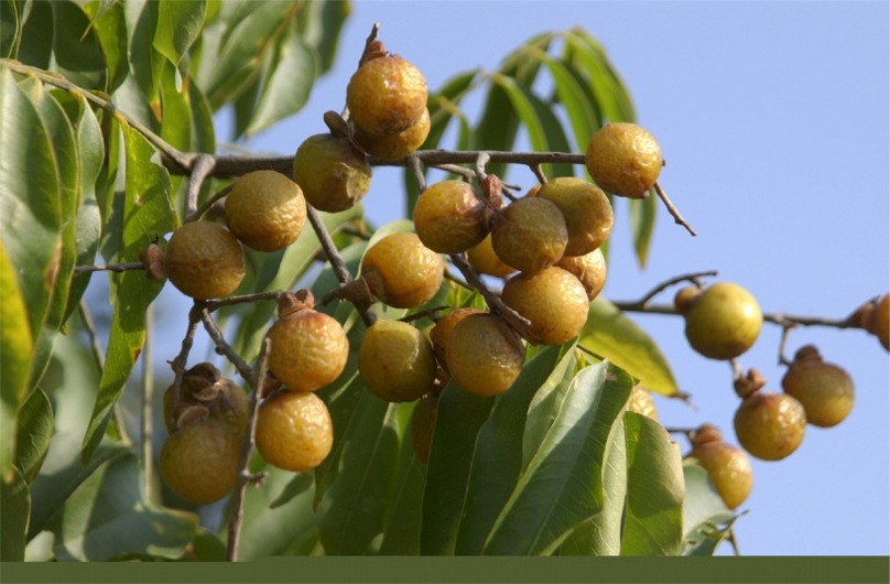گیاهان تیره (خانواده)  ساپینداسه  -  ساپنداسه - Sapindaceae