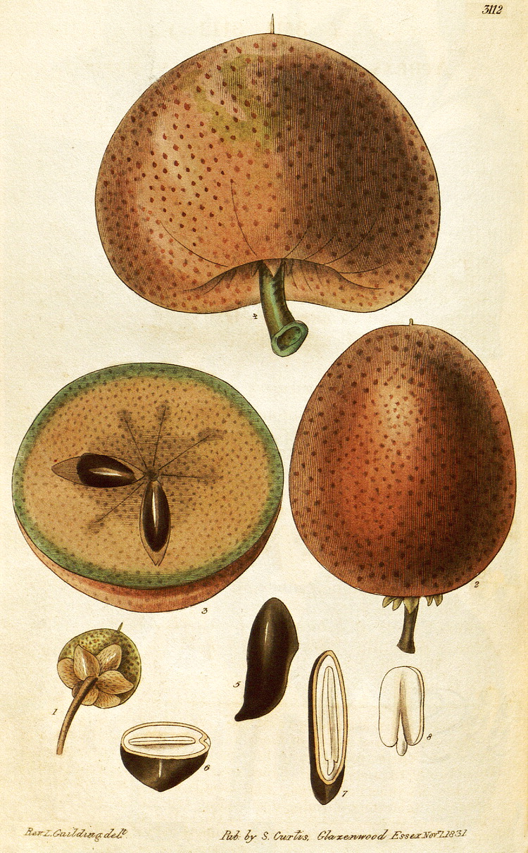 گیاهان تیره (خانواده)  ساپوتاسه  - Sapotaceae