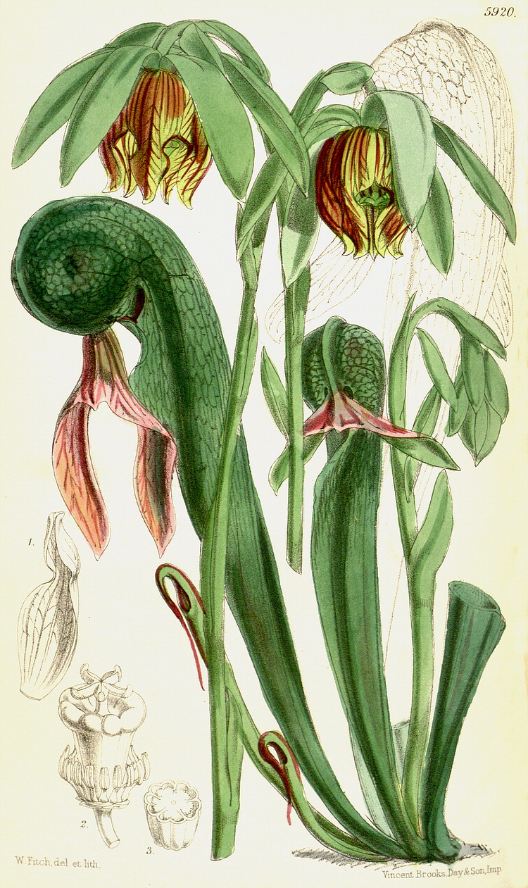 گیاهان تیره (خانواده)  ساراسنیاسه - Sarraceniaceae