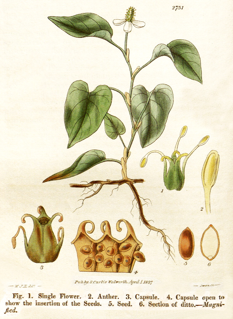 گیاهان تیره (خانواده)  ساروراسه - Saururaceae