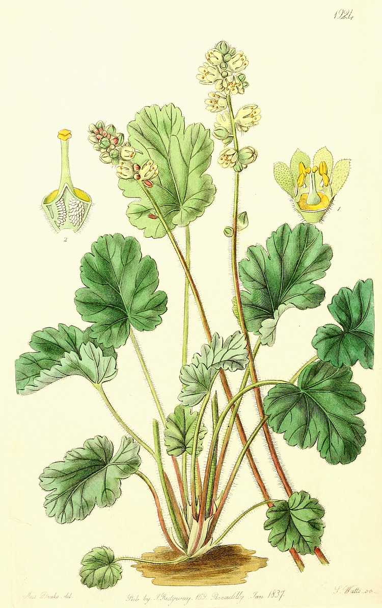 گیاهان تیره (خانواده)  ساکسیفراگاسه  - Saxifragaceae