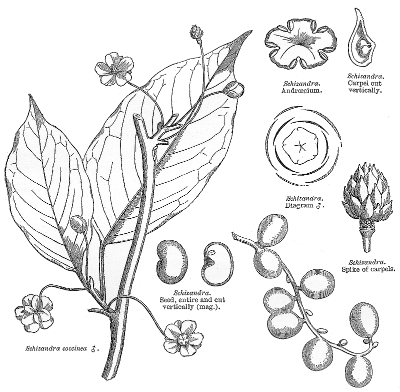 گیاهان تیره (خانواده)  سکهیساندراسه - Schisandraceae