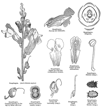 گیاهان تیره (خانواده) تیره? گل میمون ( Scrophulariaceae )