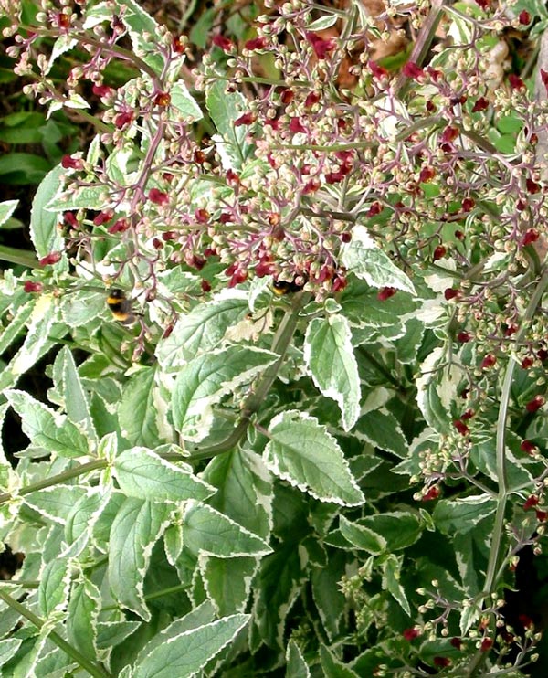 گیاهان تیره (خانواده)  گل میمون  - Scrophulariaceae