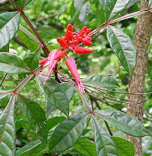 گیاهان تیره (خانواده)  سیماروباسه -  عرعر - Simaroubaceae