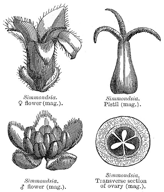 گیاهان تیره (خانواده)  سیموندسیاسه (جوجوبا)  - Simmondsiaceae