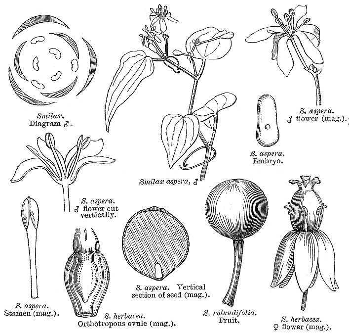 گیاهان تیره (خانواده)  سوسنسانان - Smilacaceae