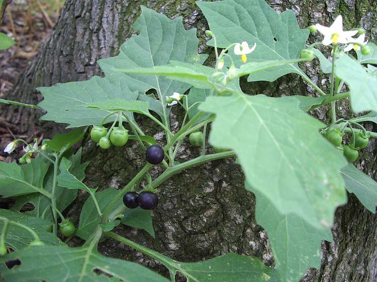 گیاهان تیره (خانواده) بادنجانیان - سیب‌زمینیان - Solanaceae