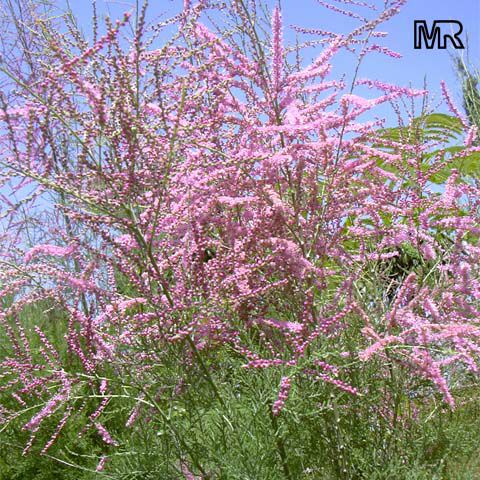 گیاهان تیره (خانواده)  گز -  تاماریساسه - Tamaricaceae