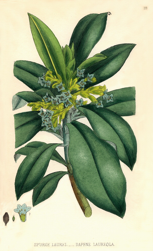 گیاهان تیره (خانواده)  تیملاسه  - Thymelaeaceae