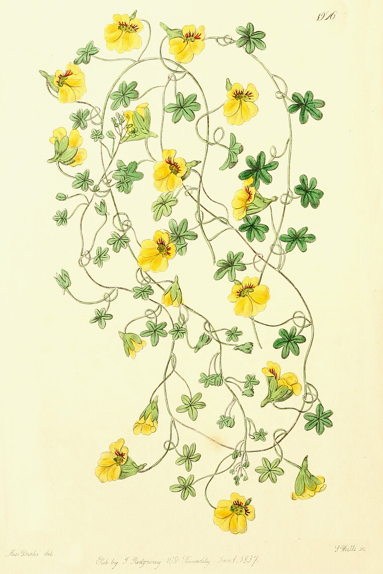 گیاهان تیره (خانواده)  تروپائولاسه - Tropaeolaceae