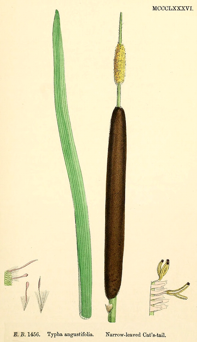 گیاهان تیره (خانواده)  تیفاسه - Typhaceae